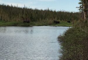 moose at mitchell lake