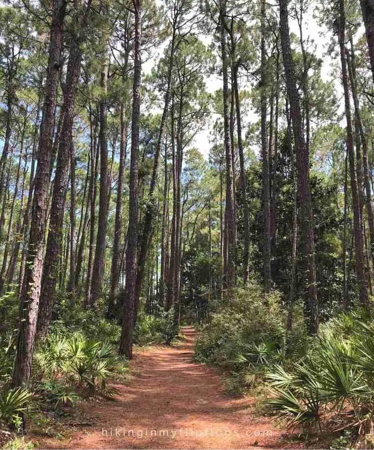 a trail that winds throughout the Audubon Bird Sanctuary on Dauphin Island