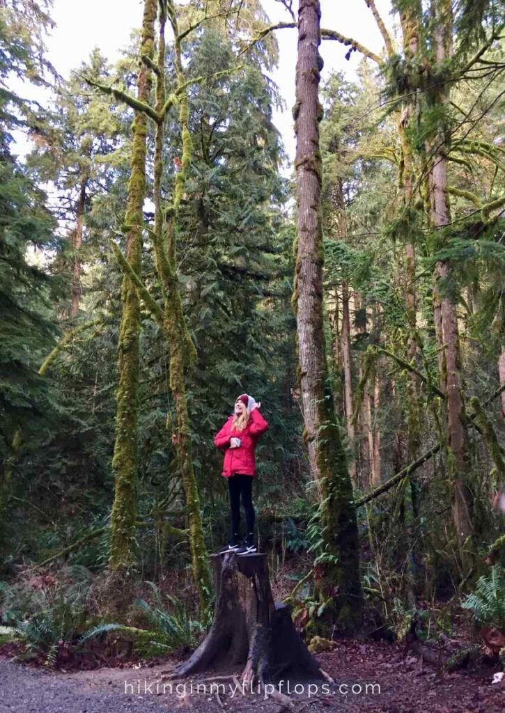standing on a tree stump in snoqualmie falls near seattle