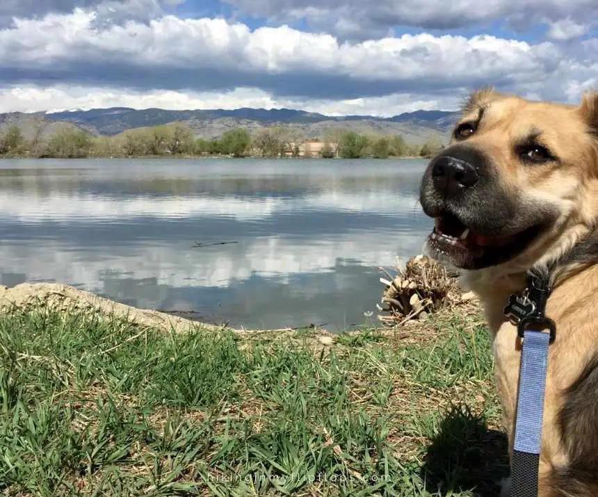 hiking with dogs around the lake