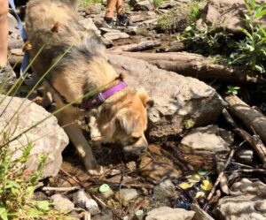 dog drinking from the stream