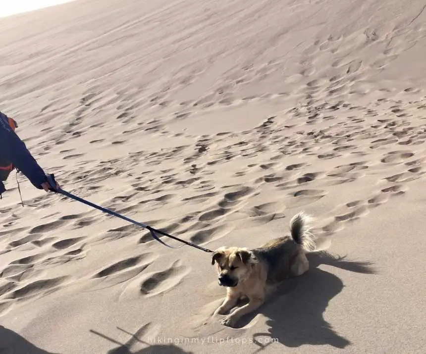 a dog that doesn't want to walk on sand dunes