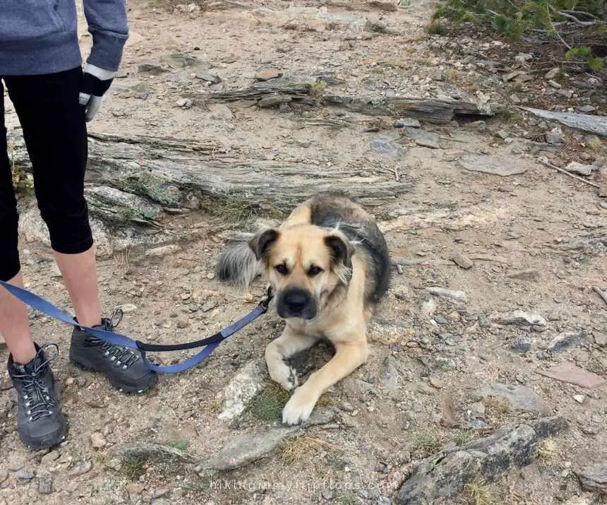 a dog resting on a hike depicting tips for hiking with your dog
