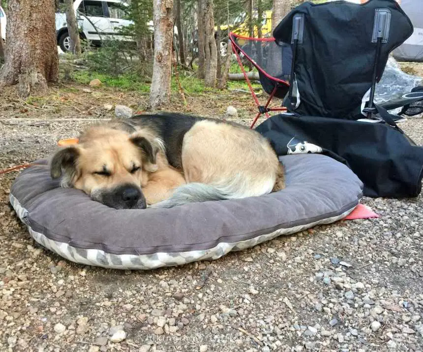 post hike nap for the dog