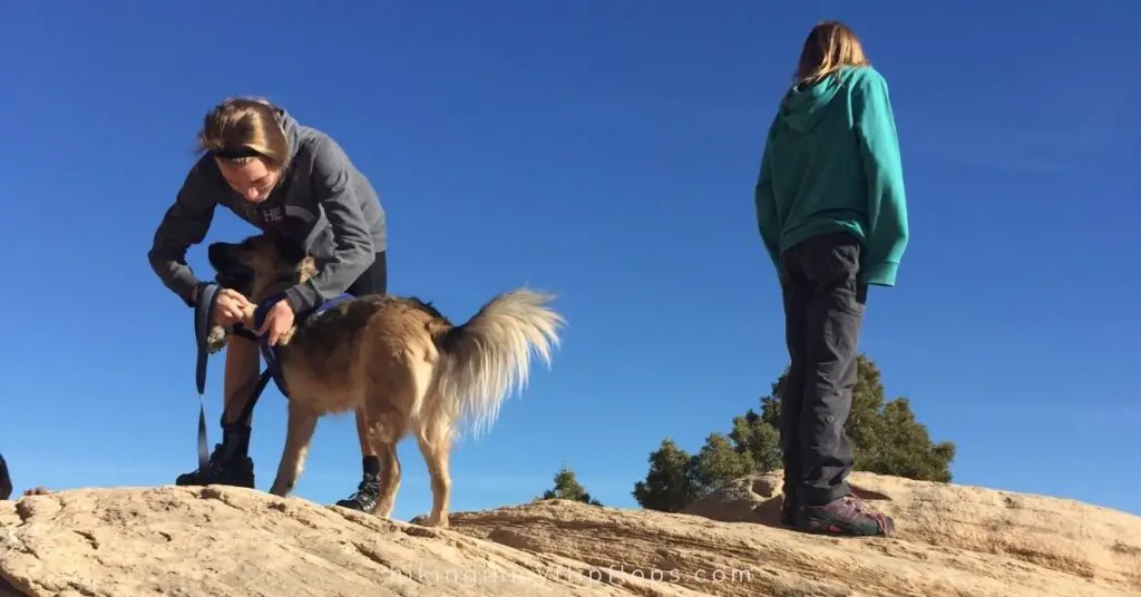 fixing the collar on a hike with our dog