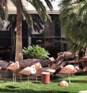 Chilean Flamingos on the 15-acre Wildlife Habitat at the Flamingo Hotel and Casino