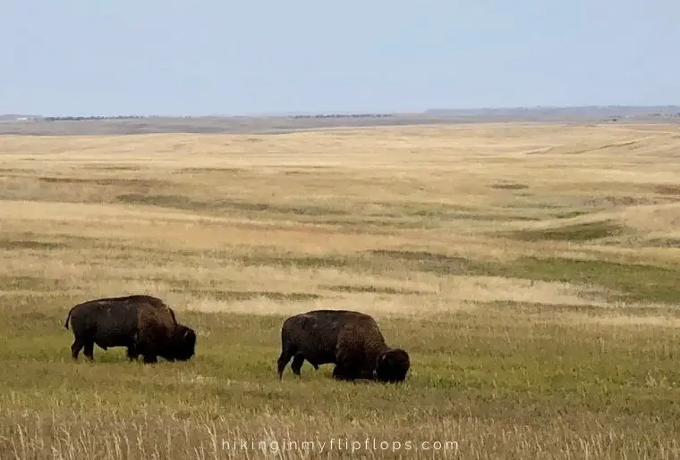 bison sightings in south dakota