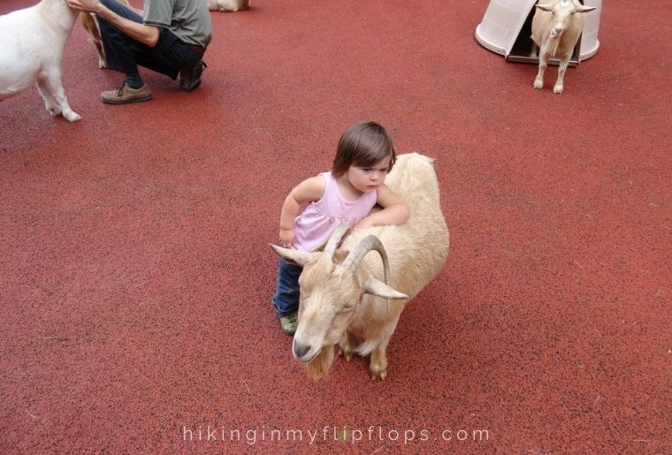outdoor activities for families: kids at a petting zoo
