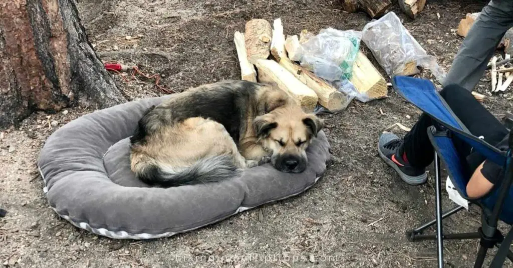 a dog laying on a dog bed at a campground helps for keeping dogs warm while camping