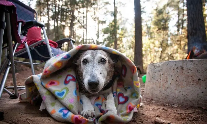 a dog wrapped in a blanket at a campsite depicting methods for keeping dogs warm while camping