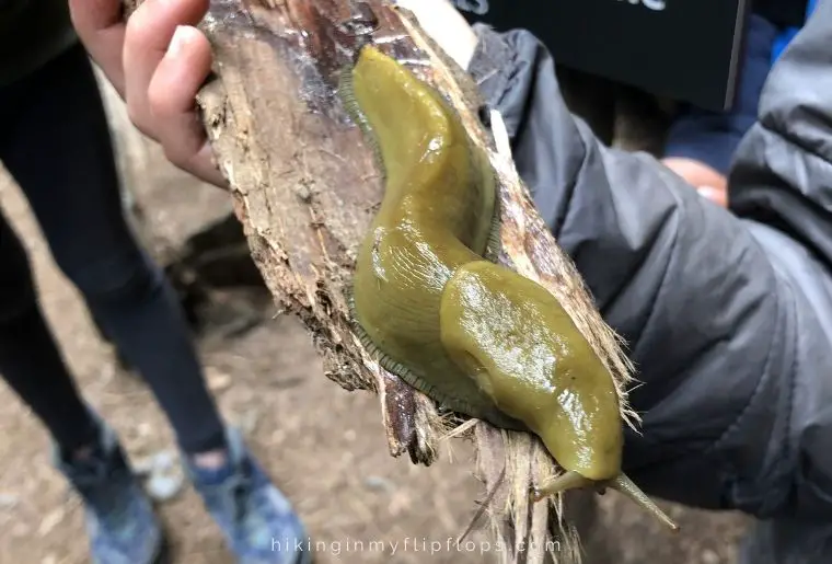 a girl holding a log with a large green banana slug on it