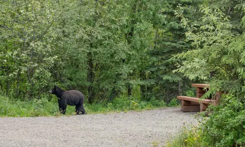 a bear walking through a campsite depicting tips on how to keep bears away from your campsite 