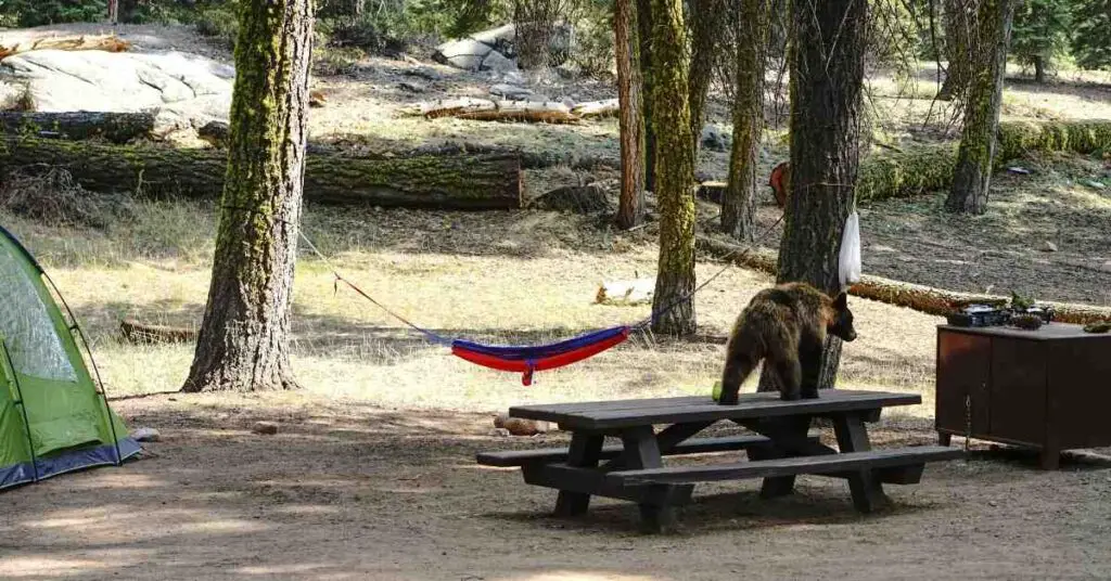 a bear standing on a picnic table at a campsite shows the importance of bear safety while camping