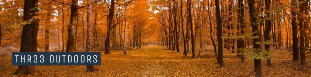 a path through a forest with vivid orange fall leaves