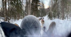 view from the sled while dog mushing in Alaska, depicting one of many things to do in Fairbanks in winter