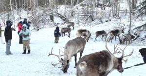 a group of reindeer walking around visitors at a ranch